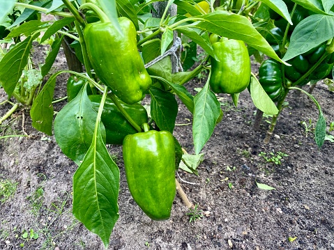 growing green peppers in a greenhouse