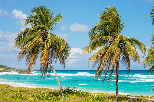 Caribbean palm trees on coast - Long Bay, Portland, Jamaica
