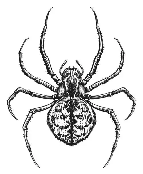 Vector illustration of Spider sketch. Animal insect in vintage engraving style. Vector illustration