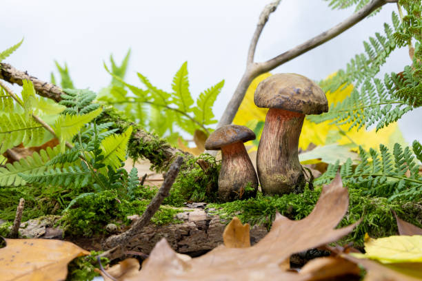 istock Edible mushrooms grow among moss 1488685899