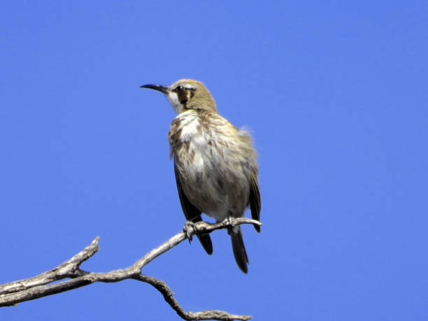 istock Kamarooka, Victoria, Australia 1488688313