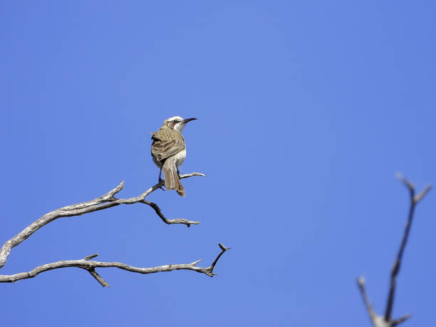 Tawny Crowned Honeyeater in the Goldfields Region