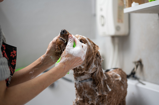 A female groomer washing a poodle in a shower.