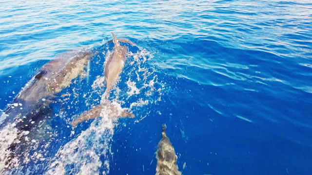 Pod of dolphins swimming in ocean
