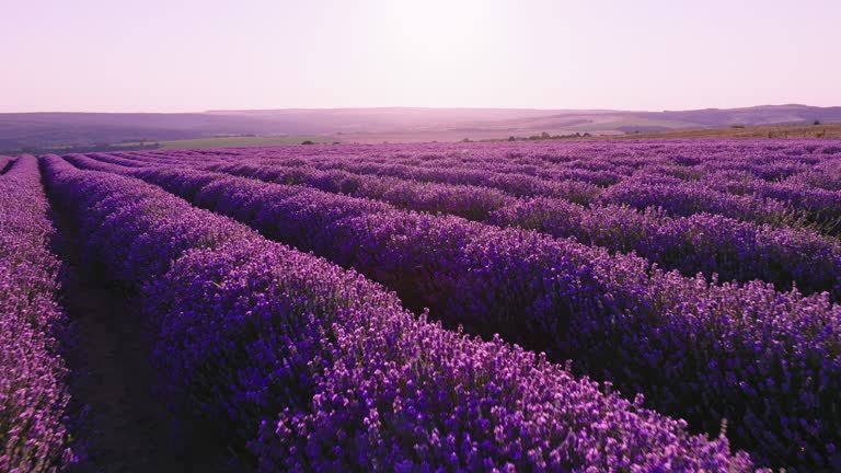 Smooth rows of lavender plants. Lavender blooming flowers bright purple field aerial view drone flying back with blue sky sunset. Last rays of sun. Lens flare. Lavender Oil Production. Aromatherapy