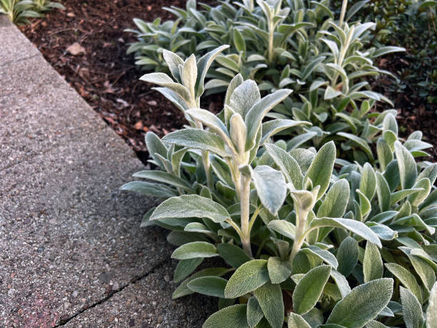 Lamb's Ear in City Flower Bed Lamb's Ear big ears stock pictures, royalty-free photos & images