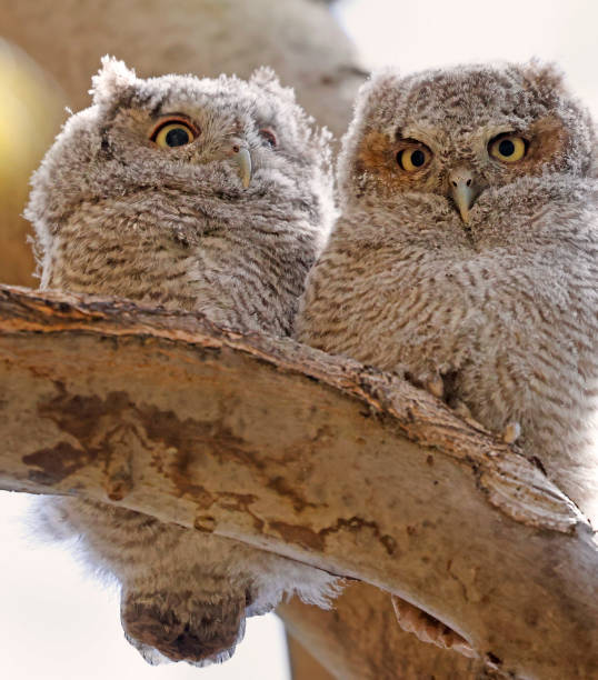 istock Eastern screech owl babies perched on a tree branch, Quebec, Canada 1488692716