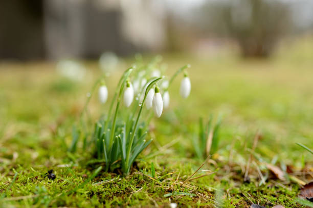 istock Spring snowdrop flowers blossoming outdoors. 1488692946