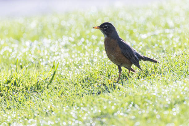 istock American Robin in morning 1488697281
