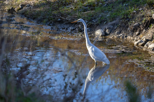 A Great Egret (Ardea alba) wades in freshwater pond.  The bird is near the shoreline as it slowly moves.  The bird is reflected in the surface of the water.