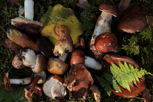 istock Many different fresh forest mushrooms on grass, top view 1488698221