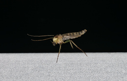 Mosquito with front legs raised on a metal frame at night with a black background. Known to carry disease such as the West Nile Virus. Side view with copy space.
