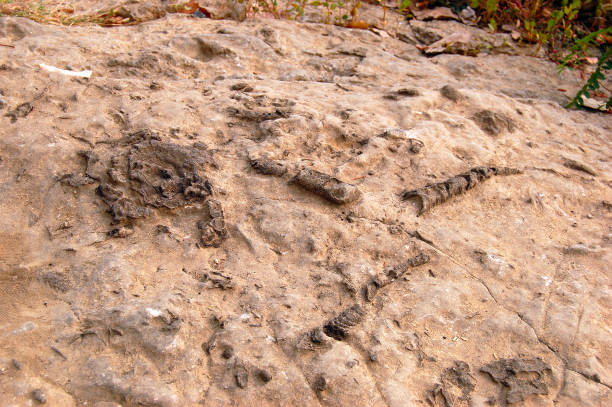 데본기 시대의 화석은 인디애나 주 오하이오 주립 공원의 폭포에서 석회암에 묻혀 있습니다 - coral water sunset usa 뉴스 사진 이미지