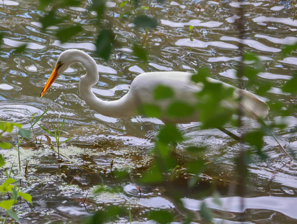 istock Egret through the Leaves 1488699978
