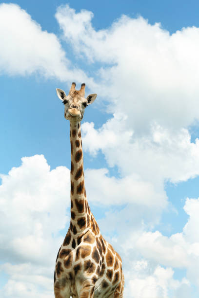 istock Beautiful spotted African giraffe against blue sky 1488701188