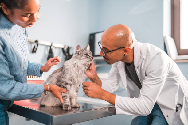 istock Latin American Male Vet Stroking A Cat While Examining It 1488702725