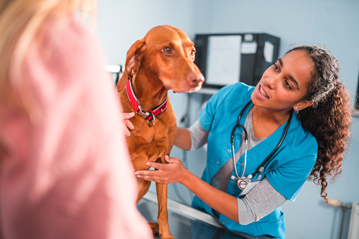 Handsome young multiracial female vet examining a dog in her office. She is smiling and looking at the dog. They are indoors in an animal hospital.