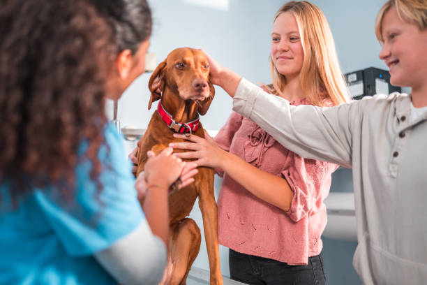 istock Smiling White Boy Stroking His Dog At The Veterinary 1488702758