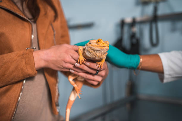 istock Woman Holding A Small Domestic Reptile While Talking With A Vet 1488702783