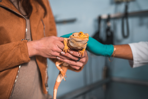 Young Caucasian female holding a small reptile with her hands while at the veterinary. She is wearing casual clothes. The hand of a male vet is touching the animal's back.