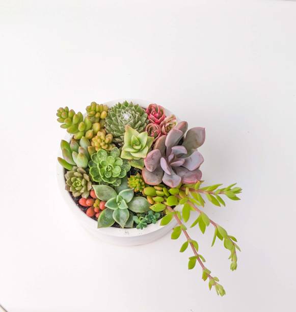 istock Succulent appearance in a concrete cylindric potted terrarium 1488709267