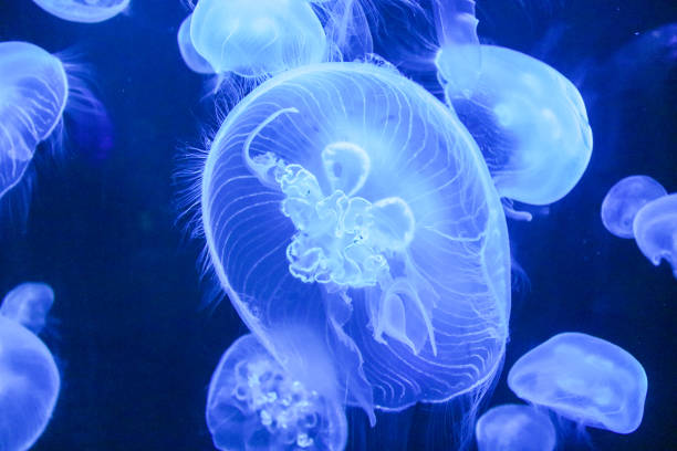 istock Blue Jellyfish in an aquarium 1488716596