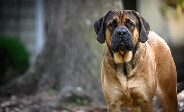 A protective English Mastiff watches over his property.