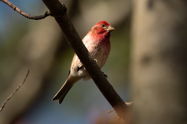 istock Male purple finch perching on tree branch. 1488717272