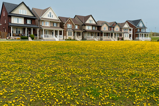 In Canada, the use of herbicides to control dandelions is regulated by Health Canada's Pest Management Regulatory Agency (PMRA). Dandelion control problem in Canada remains a challenging issue for homeowners, landscapers, and municipal authorities alike.