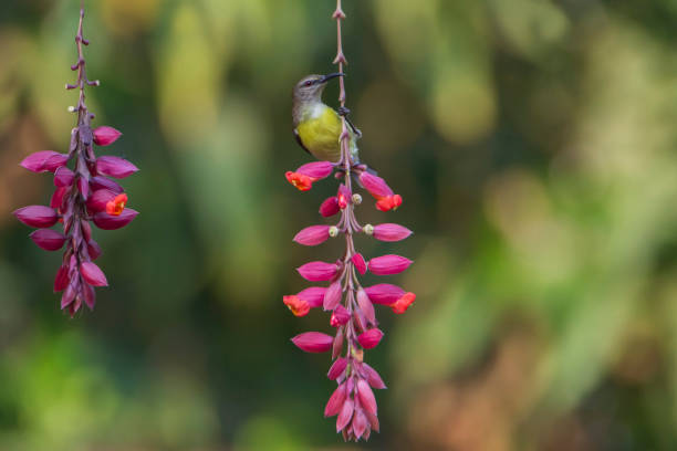 istock Purple-rumped Sunbird on flower in a green blurred background. 1488720004
