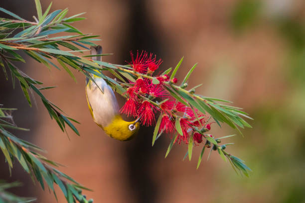 istock Oriental White-eye on a flower 1488720034