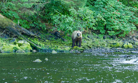 A bear was walking along the bank to see if there were any fish in the river. Alaska's Brown Bears: A Fascinating Encounter with Nature Along the River