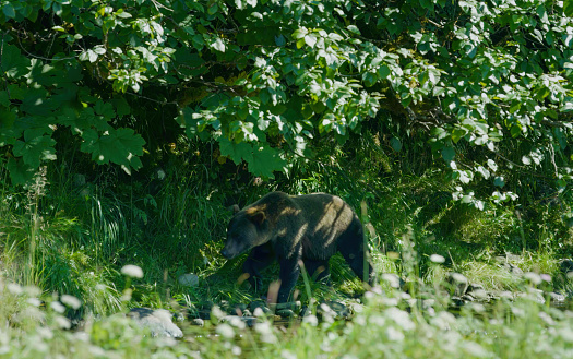 A bear is walking under the shade of a tree on the shore. Alaska's wilderness: majestic brown bears and summer rivers