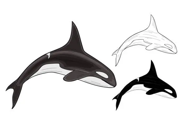 Vector illustration of Orca vector illustration of hand drawn