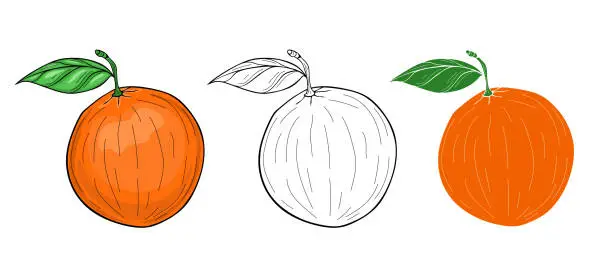 Vector illustration of Orange with leaves vector illustration