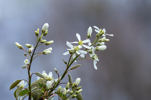 Flowering tree in springtime