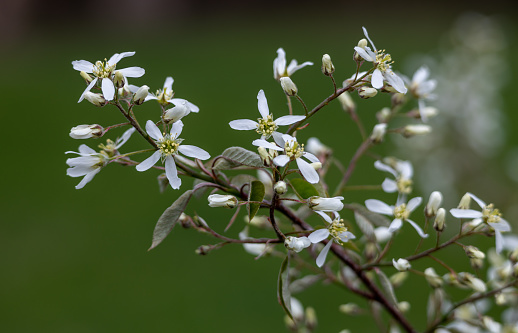 This image shows a close-up texture background of serviceberry tree (amelanchier grandiflora) branches with newly opening flower buds and leaves in spring, with defocused background.