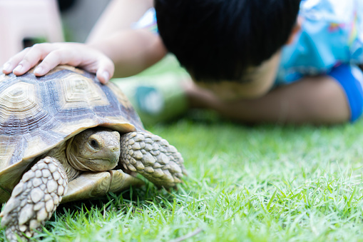 Asian child sitting and touching  a cute pet turtle with spotted shell in the garden. Concept of sustainability, love of nature, respect for the world and love for animals.