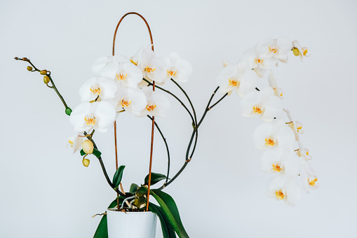 white orchid flower in white pot on white wall background.Growing and caring orchids at home.potted flowers.Interior decor with live plants and flowers