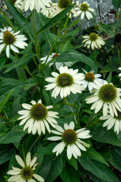 istock Coneflower (echinacea) plant with cream colored flowers 1488733465