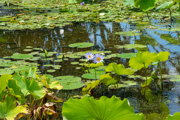 Purple flowering  water lilies (nymphaea nouchali) on garden pond Nymphaea nouchali is a day-blooming plant with submerged roots and stems. Part of the leaves are submerged, while others rise slightly above the surface. The leaves are round and green on top; they usually have a darker underside. The floating leaves have undulating edges.  This water lily has a beautiful flower which is usually white or blue in color. nymphaea stellata stock pictures, royalty-free photos & images