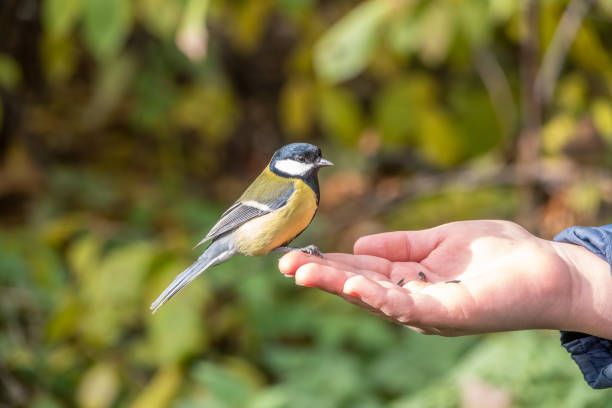 istock A tit sits on a man's hand and eats seeds. 1488735568