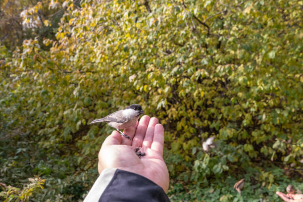 istock A willow tit sits on hand and eats seeds. Hungry bird willow tit eating seeds from a hand in winter or autumn 1488735571