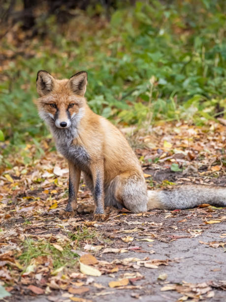 istock Close up of a red fox Vulpes vulpes, sitting on a path in the forest. 1488735692
