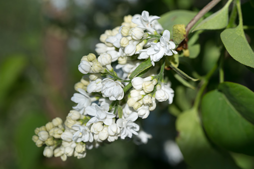 Syringa vulgaris, white common licac flowers on twig  closeup selective focus