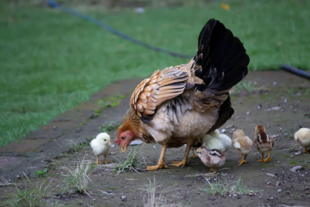 istock A Hen and Its Chicks Searching Food 1488739853