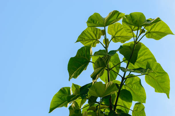 Catalpa leaves photographed from below against the sky