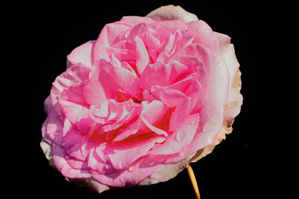 istock French rose pink flower on black background with water drops 1488743964