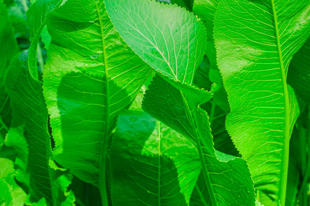 large green horseradish leaves in the garden across the frame