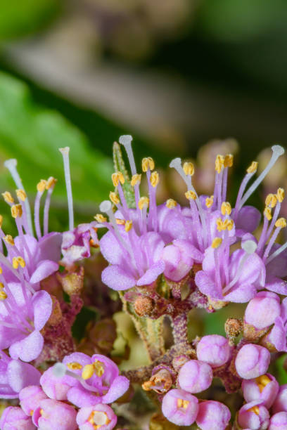 istock American beetle flowers with stamens close up 1488744903